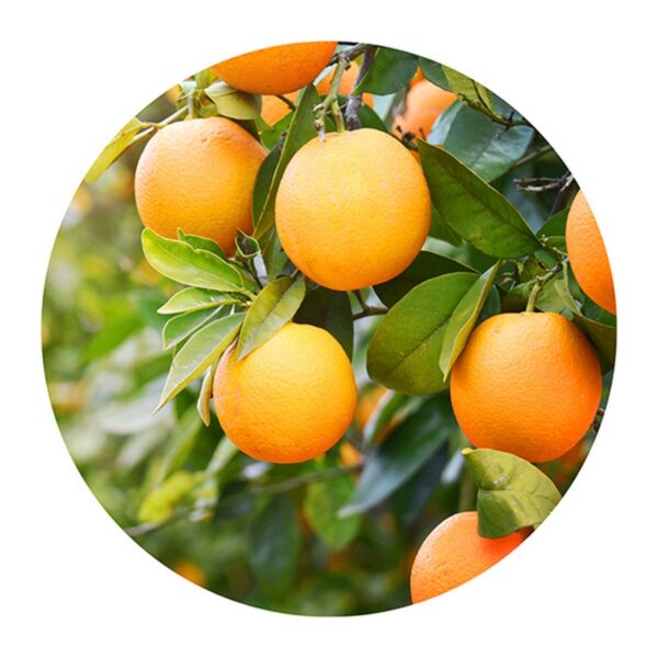 Geomar Thalasso Scrub Dermolevigante (Pomarańcza i Mandarynka) wygładzający peeling do ciala 600g (XL)